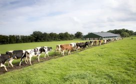 FrieslandCampina organisatiecultuur