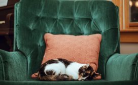offline brein powernap Luc Swinnen